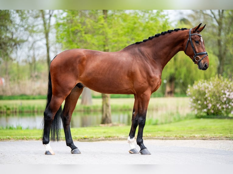 KWPN Wallach 5 Jahre 174 cm Rotbrauner in Weert