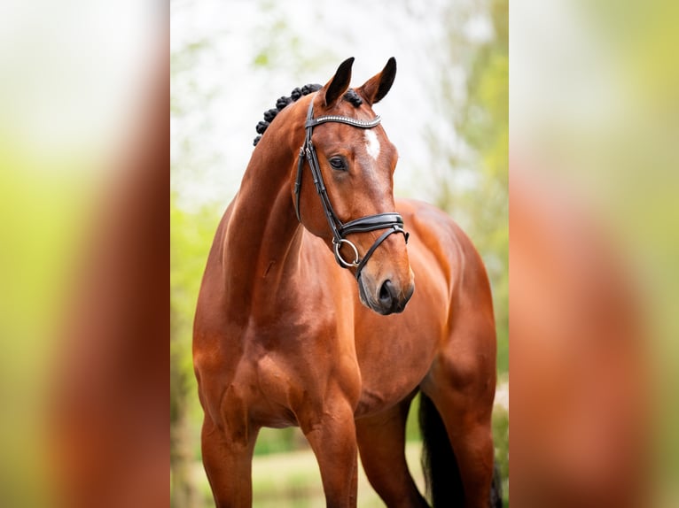 KWPN Wallach 5 Jahre 174 cm Rotbrauner in Weert