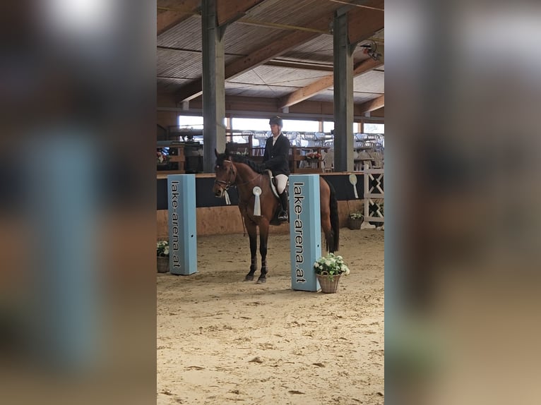 KWPN Wallach 5 Jahre 175 cm Brauner in Schattendorf