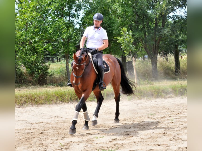 KWPN Wallach 5 Jahre 175 cm Brauner in Schattendorf