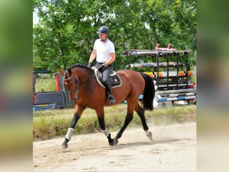 KWPN Wallach 5 Jahre 175 cm Brauner in Schattendorf