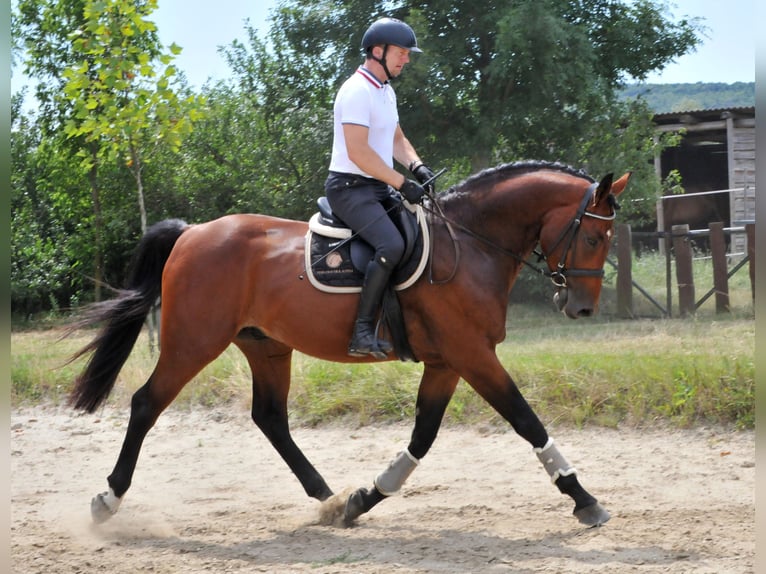 KWPN Wallach 5 Jahre 175 cm Brauner in Schattendorf