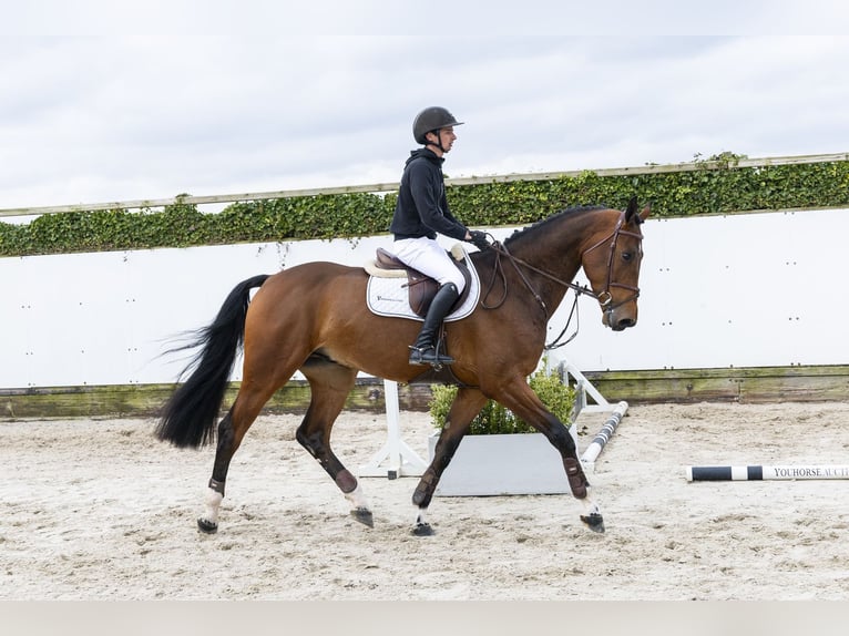 KWPN Wallach 5 Jahre 175 cm Dunkelbrauner in Waddinxveen