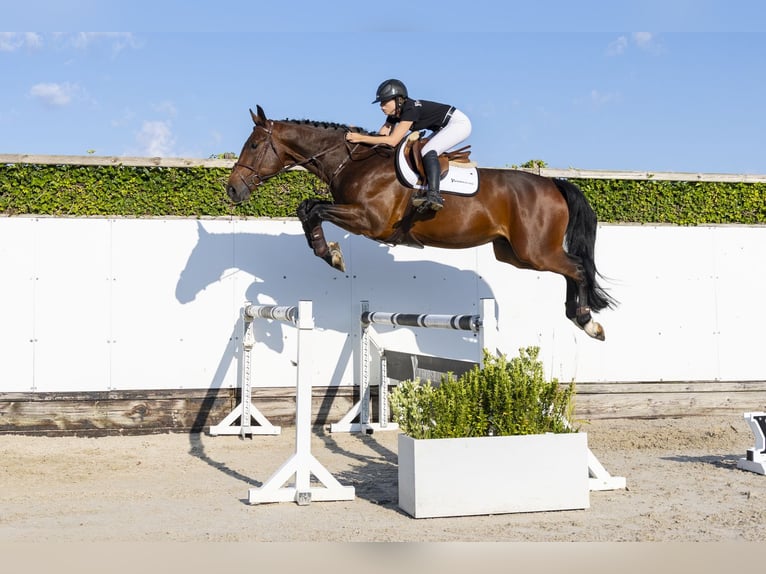 KWPN Wallach 5 Jahre 175 cm Dunkelbrauner in Waddinxveen