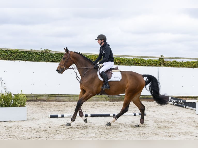 KWPN Wallach 5 Jahre 175 cm Dunkelbrauner in Waddinxveen