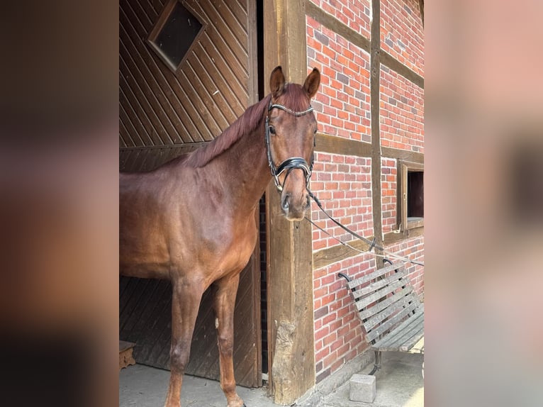 KWPN Wallach 5 Jahre 175 cm Dunkelfuchs in Dorsten