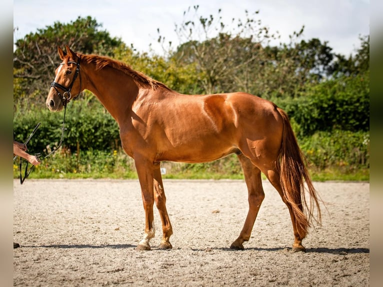 KWPN Wallach 5 Jahre 175 cm Fuchs in Banholt
