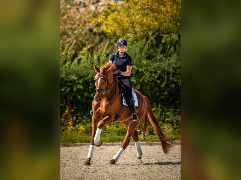 KWPN Wallach 5 Jahre 175 cm Fuchs in Banholt