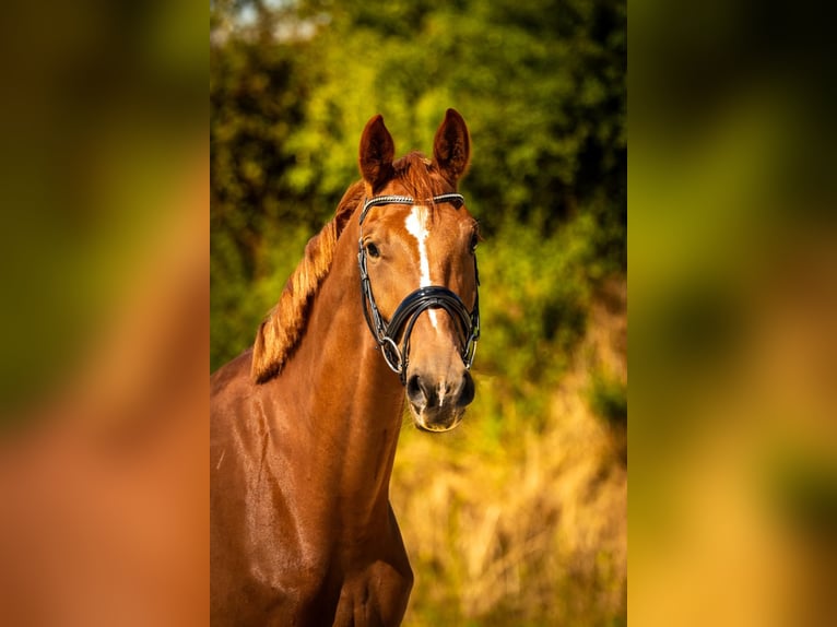 KWPN Wallach 5 Jahre 175 cm Fuchs in Banholt