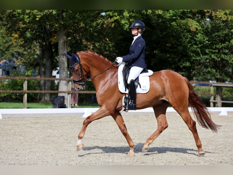 KWPN Wallach 5 Jahre 175 cm Fuchs in Halle