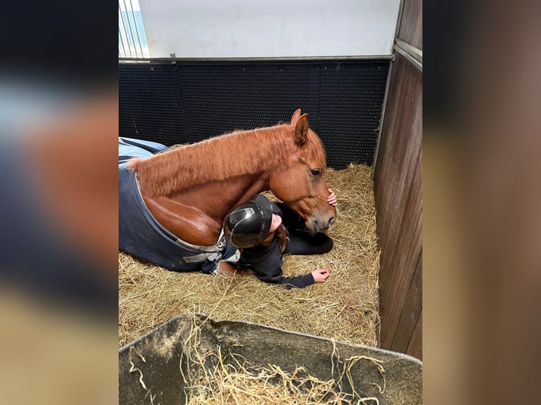 KWPN Wallach 5 Jahre 175 cm Fuchs in Halle