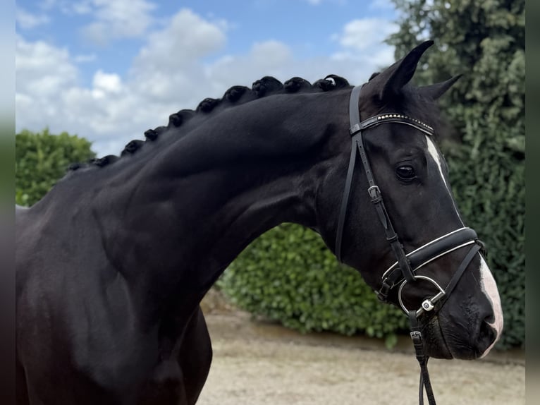 KWPN Wallach 5 Jahre 175 cm Rappe in Oud Gastel