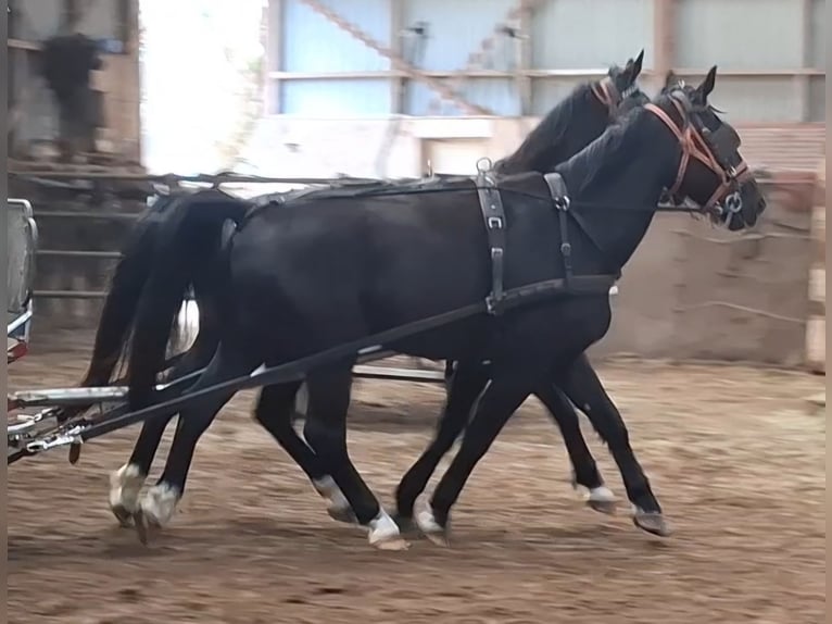 KWPN Wallach 5 Jahre 175 cm Rappe in Oosterzee
