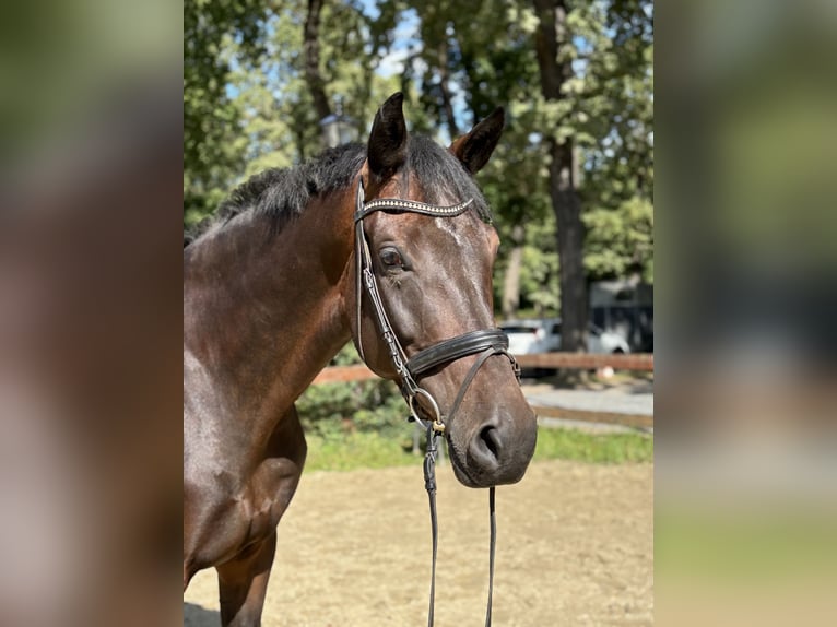 KWPN Wallach 5 Jahre 176 cm Dunkelbrauner in K&#xF6;ln