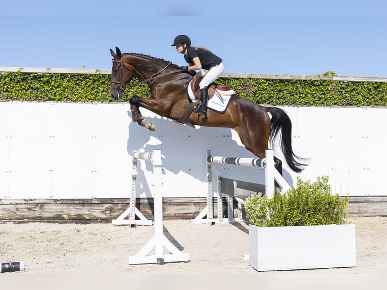 KWPN Wallach 5 Jahre 176 cm Dunkelbrauner in Waddinxveen