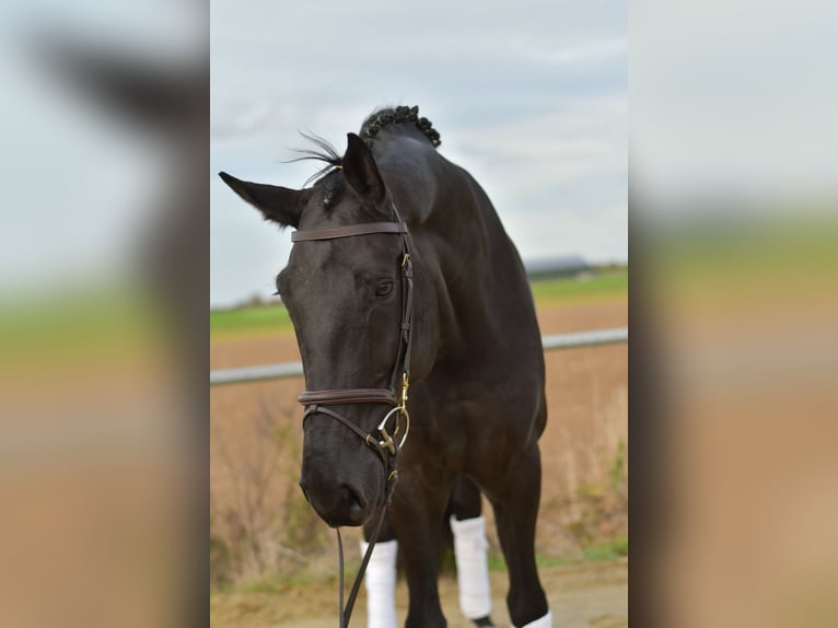 KWPN Wallach 5 Jahre 176 cm Rappe in Geilenkirchen