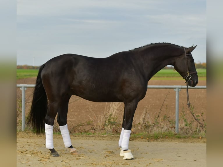 KWPN Wallach 5 Jahre 176 cm Rappe in Geilenkirchen