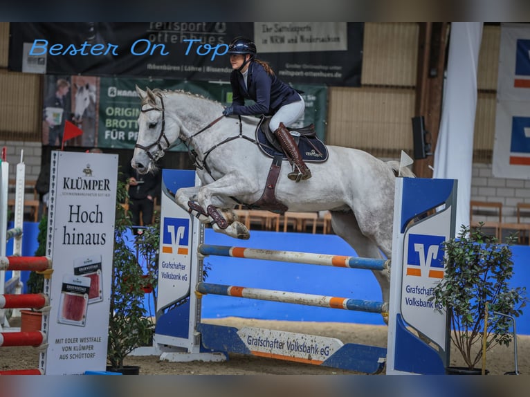 KWPN Wallach 5 Jahre 176 cm Schimmel in Lingen