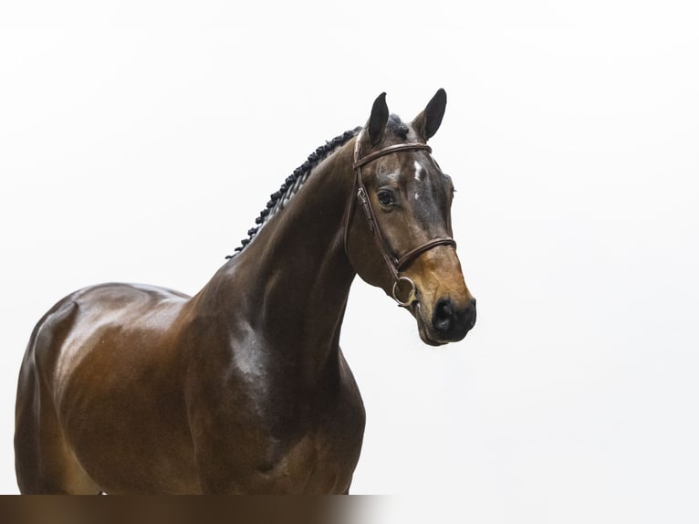 KWPN Wallach 5 Jahre 178 cm Brauner in Waddinxveen