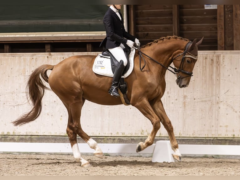 KWPN Wallach 5 Jahre 178 cm Fuchs in Mannheim KWPN Wallach 5 Jahre 178 cm Fuchs in Mannheim
