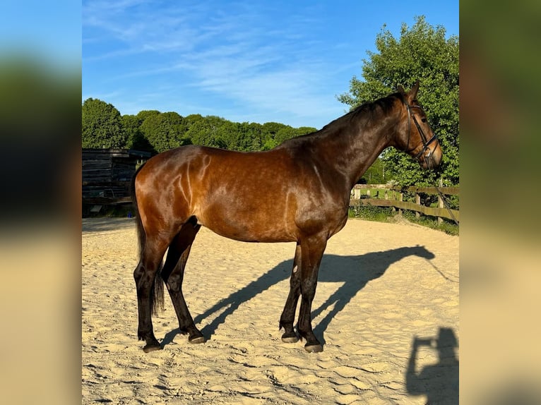 KWPN Wallach 5 Jahre 179 cm Brauner in Balve