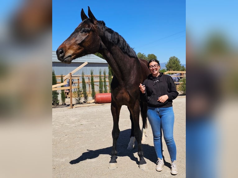 KWPN Wallach 5 Jahre 180 cm Dunkelbrauner in Murcia