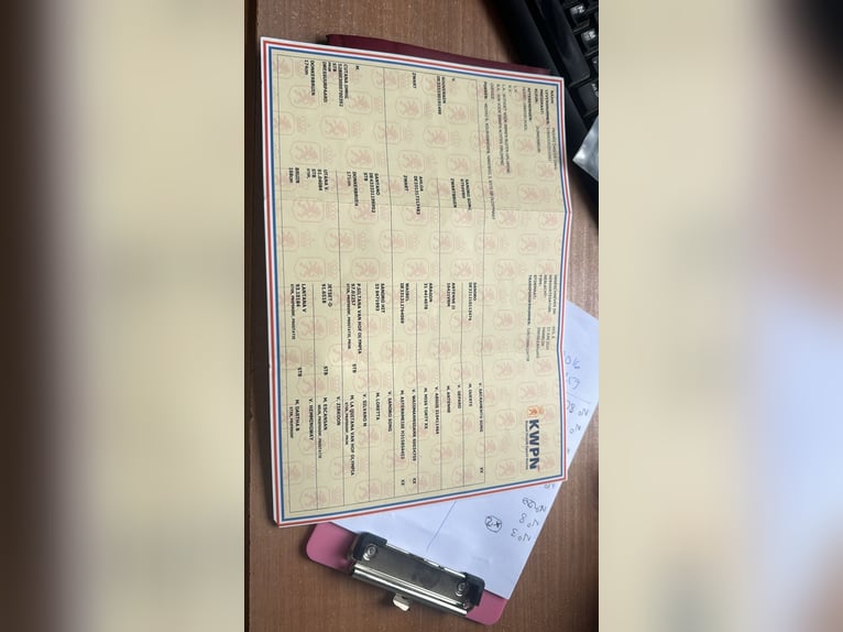 KWPN Wallach 5 Jahre 180 cm Dunkelbrauner in Murcia