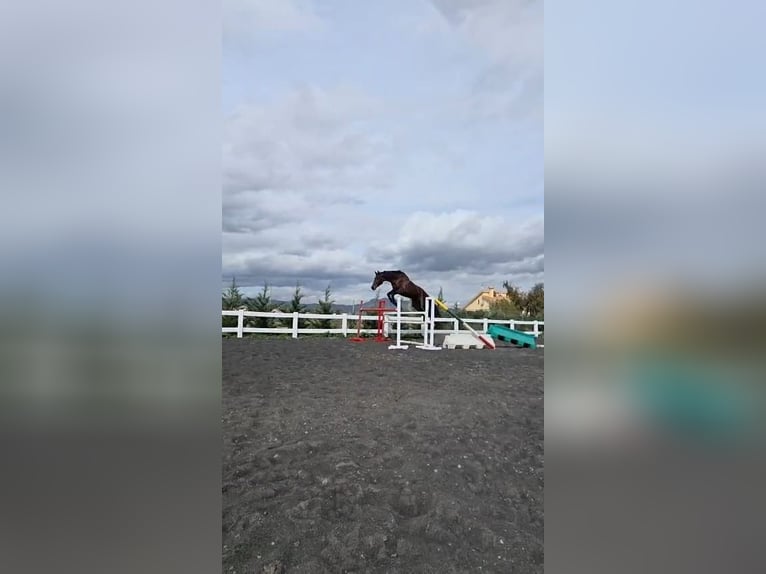 KWPN Wallach 5 Jahre 180 cm Dunkelbrauner in Murcia