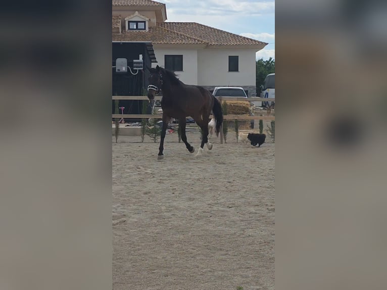 KWPN Wallach 5 Jahre 180 cm Dunkelbrauner in Murcia