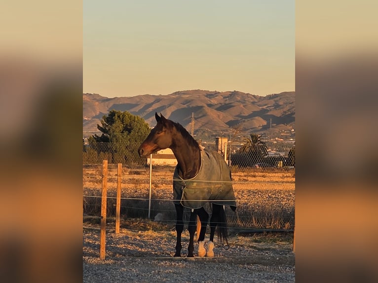 KWPN Wallach 5 Jahre 180 cm Dunkelbrauner in Murcia