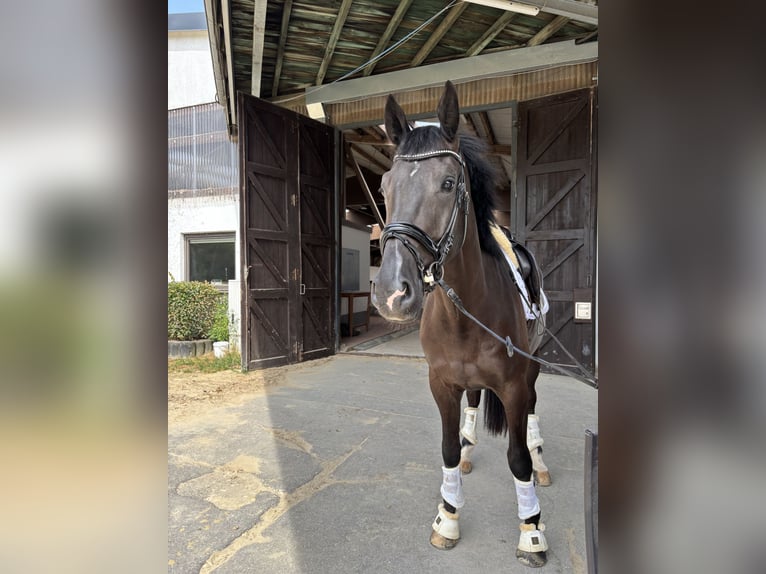 KWPN Wallach 5 Jahre 180 cm Rappe in Neuwied