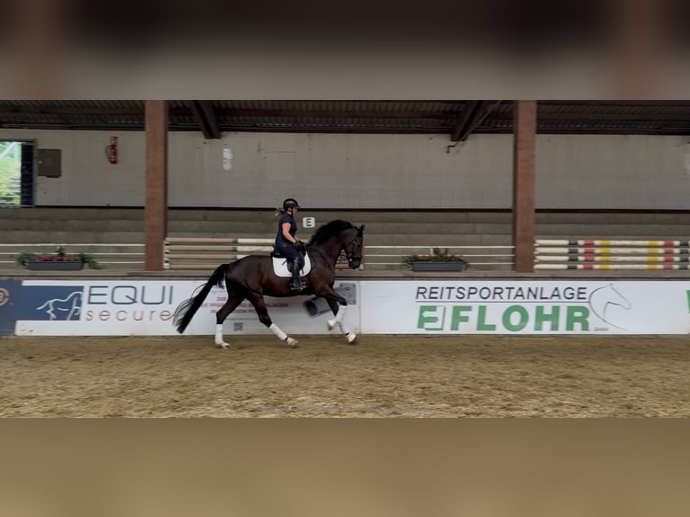 KWPN Wallach 5 Jahre 180 cm Rappe in Neuwied