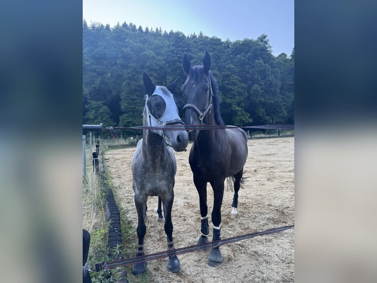 KWPN Wallach 5 Jahre 180 cm Rappe in Neuwied