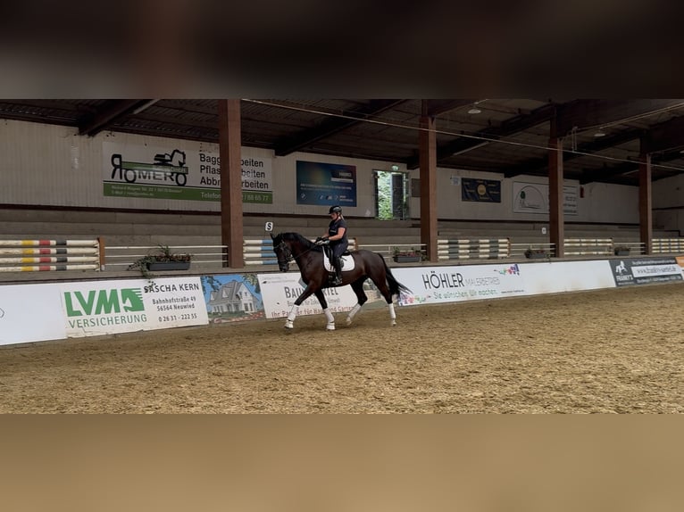 KWPN Wallach 5 Jahre 180 cm Rappe in Neuwied