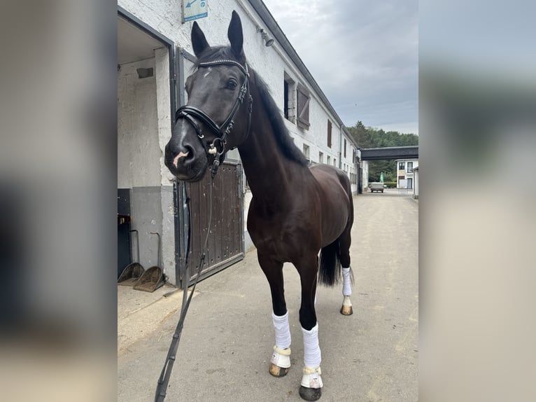 KWPN Wallach 5 Jahre 180 cm Rappe in Neuwied