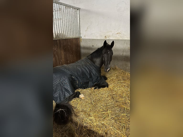 KWPN Wallach 5 Jahre 180 cm Rappe in Neuwied