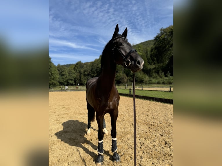 KWPN Wallach 5 Jahre 180 cm Rappe in Neuwied
