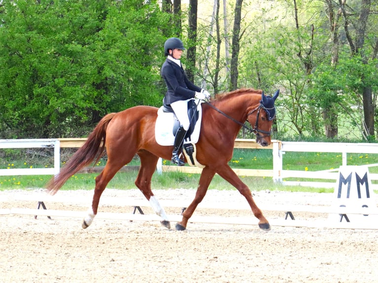 KWPN Wallach 5 Jahre 181 cm Fuchs in Dziemiany