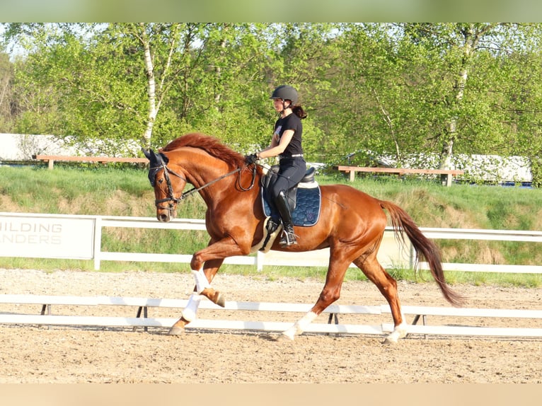 KWPN Wallach 5 Jahre 181 cm Fuchs in Dziemiany