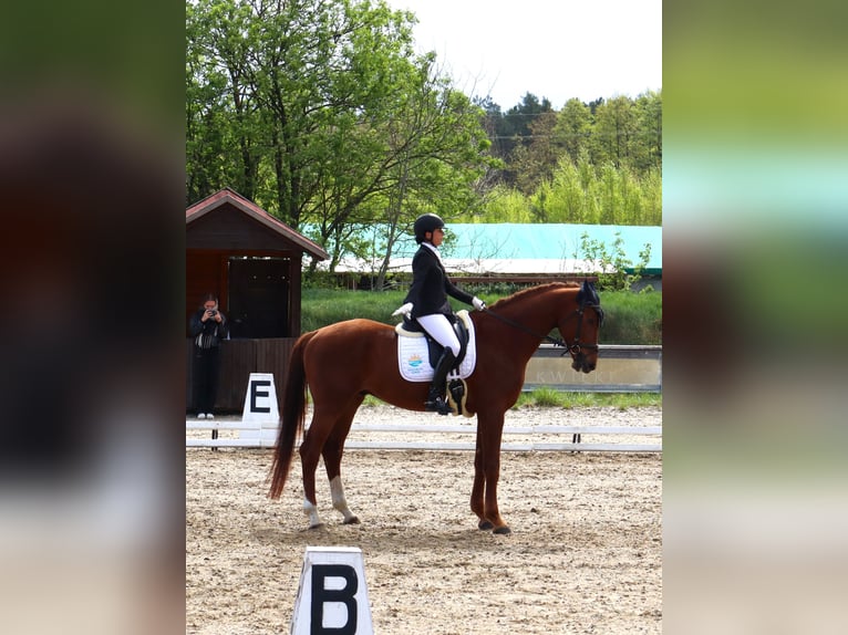 KWPN Wallach 5 Jahre 181 cm Fuchs in Dziemiany
