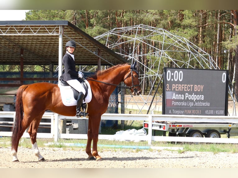 KWPN Wallach 5 Jahre 181 cm Fuchs in Dziemiany