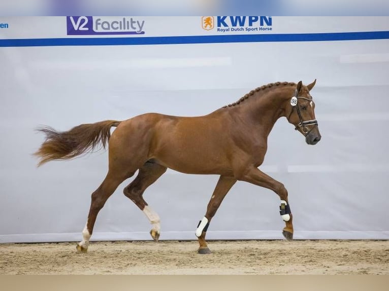 KWPN Wallach 5 Jahre 181 cm Fuchs in Dziemiany