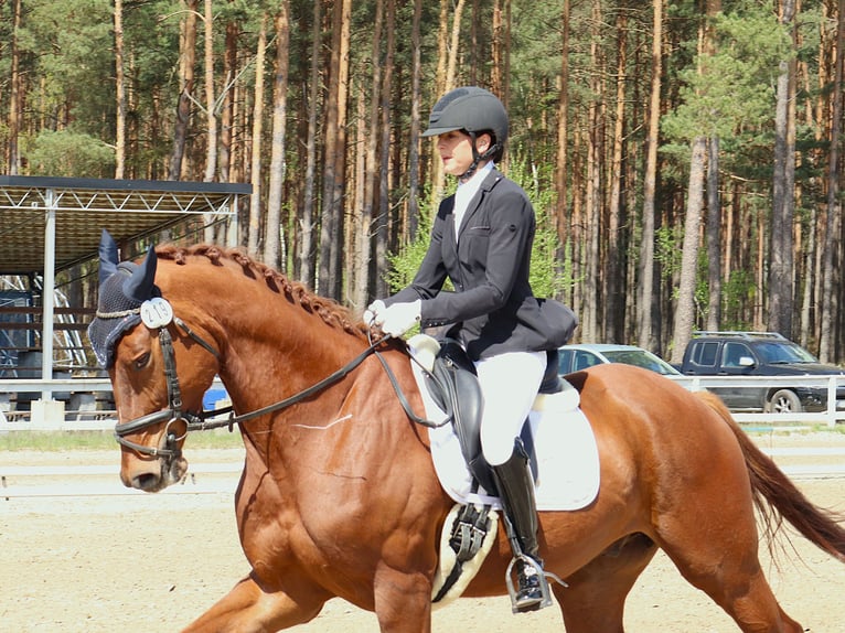 KWPN Wallach 5 Jahre 181 cm Fuchs in Dziemiany