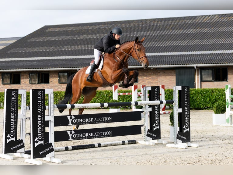 KWPN Wallach 5 Jahre 182 cm Brauner in Waddinxveen KWPN Wallach 5 Jahre 182 cm Brauner in Waddinxveen