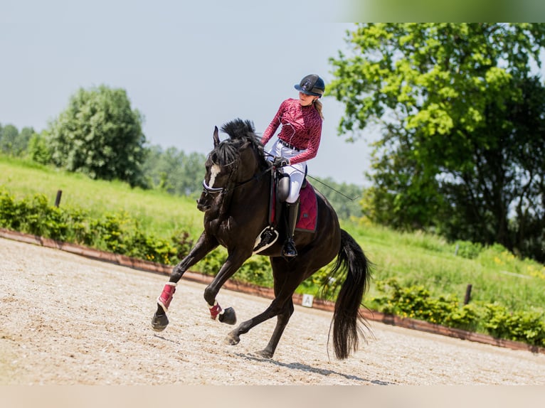 KWPN Wallach 5 Jahre 183 cm Rappe in Ouddorp