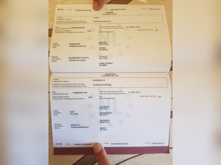 KWPN Wallach 5 Jahre in Békéscsaba