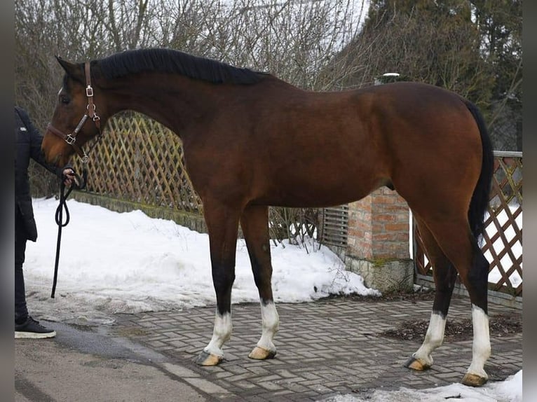 KWPN Wallach 5 Jahre Dunkelbrauner in Lendava/Lendva