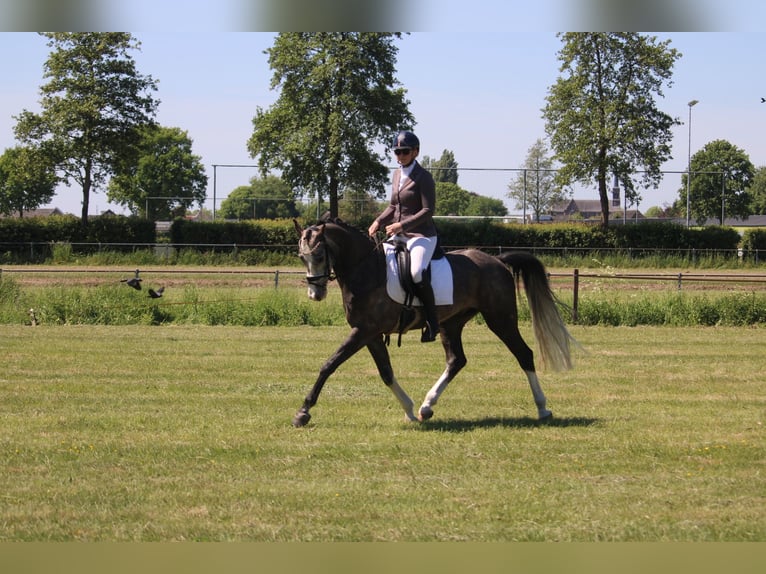 KWPN Wallach 5 Jahre Schimmel in Wijk en Aalburg
