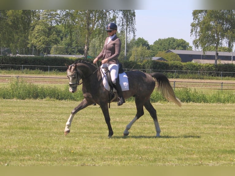 KWPN Wallach 5 Jahre Schimmel in Wijk en Aalburg
