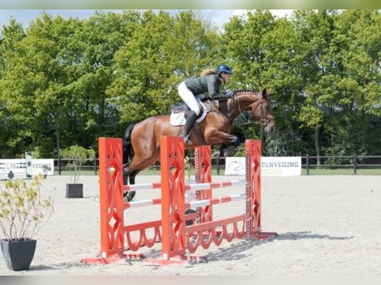 KWPN Wallach 5 Jahre in Heerde